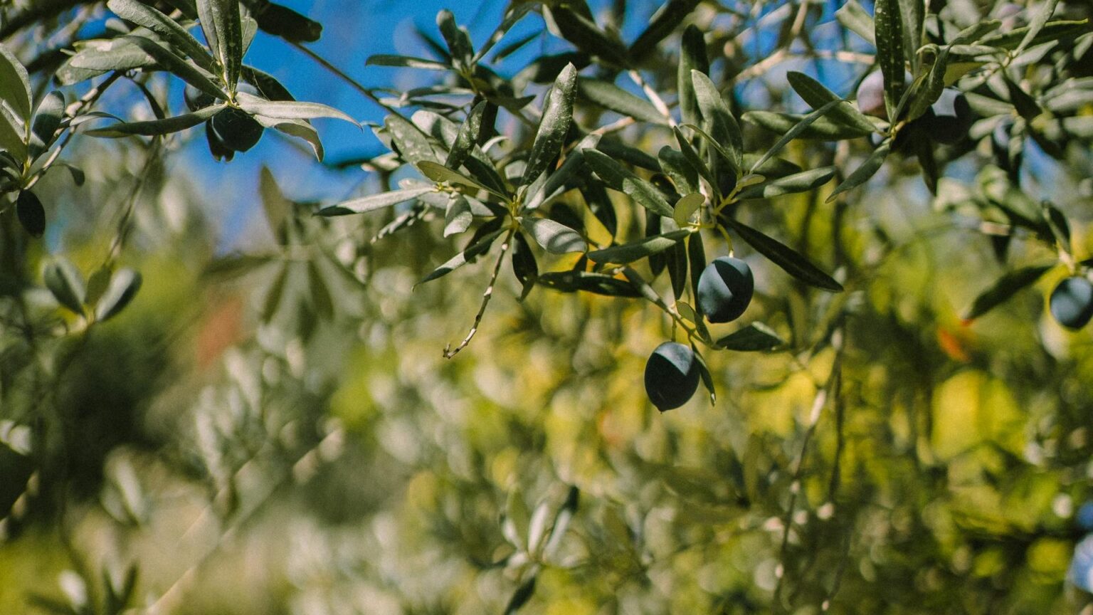 Nocellara dell'Etnea oliwa z oliwek