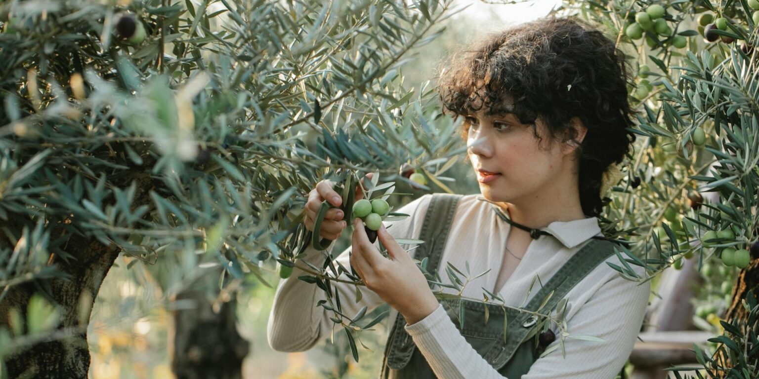 nocellara Etnea oliwa extra virgin premium